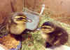 quack3.jpg (115481 bytes)