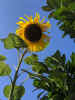 IMG_20200809_165118.jpg (3746274 bytes)